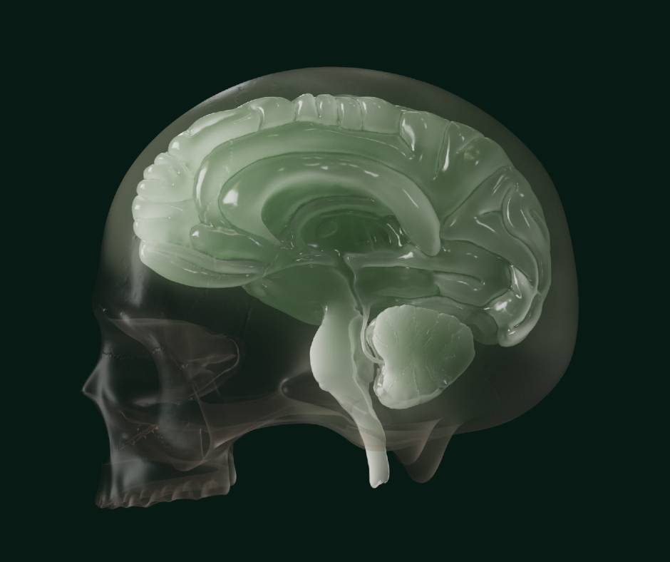 Gehirn Plastisch 3D